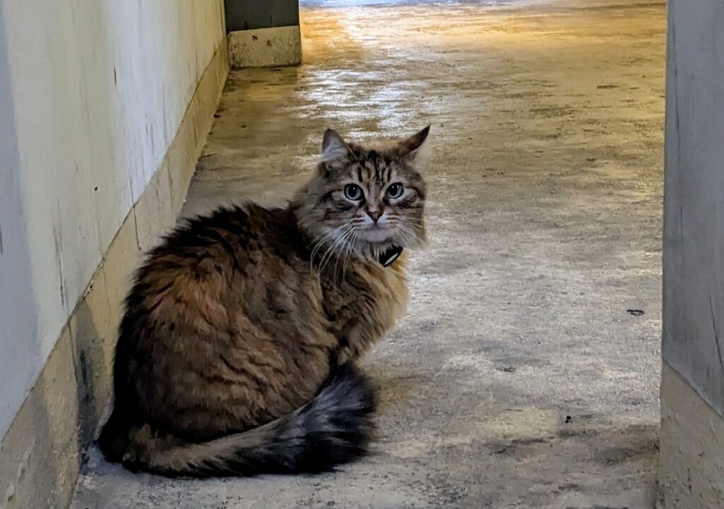 Un chat tigré gris sombre/roux tranqullement posé dans l'entrée d'une cours